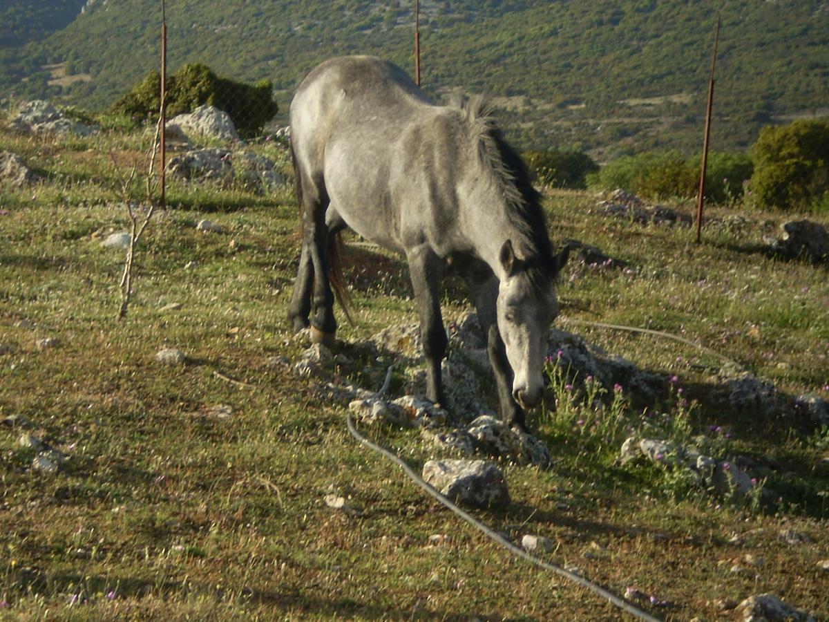 Arachovitika Kalivia Otel Karyes Dış mekan fotoğraf